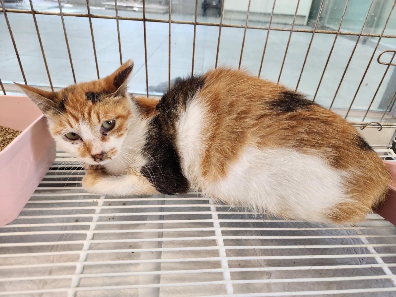 경주동물사랑보호센터_447505202300825